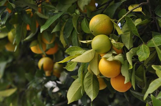 Predicting citrus greening disease