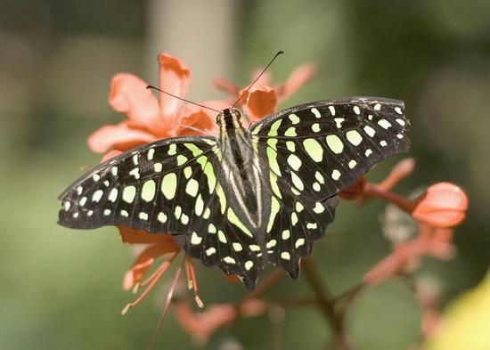 Butterfly abundance